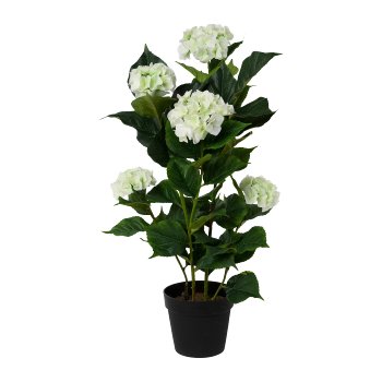 Hortensie im Topf, 92cm, weiß