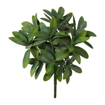 Olive leaf bush