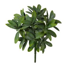 Olivenblattbusch, 25 cm