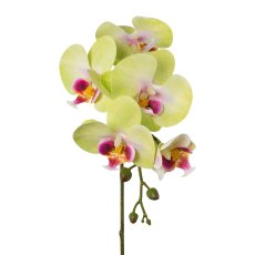 Phalaenopsis x5, 45cm, green-Pink, Real Touch