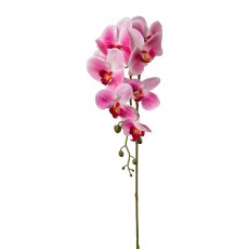 Phalaenopsis x 7, 86 cm, Pink,