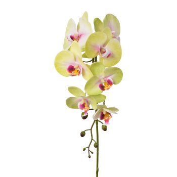 Phalaenopsis x7, 86cm, green-pale pink, Real Touch