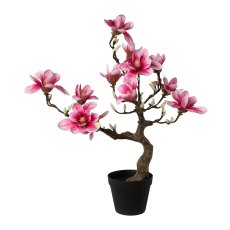 Magnolienbaum, 71cm, pink,