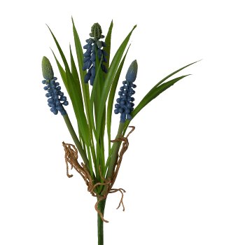 Muscari bush, 22cm, blue