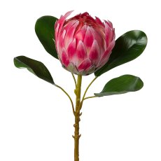 Königsprotea, 53 cm, rosa