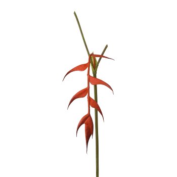 Heliconia, 53cm, orange