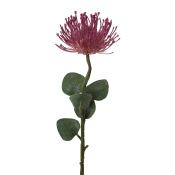 Pincushion Protea, 61 cm, Pink