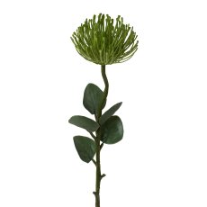 Pincushion Protea, 61 cm,