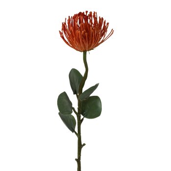 Pincushion Protea, 61cm, Orange