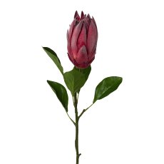 Protea, 68cm, pink