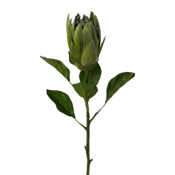 Protea, 68cm, Green