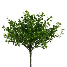 Mühlenbeckiabusch, 28 cm