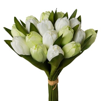 Tulip bunch x18, 28cm, white-green