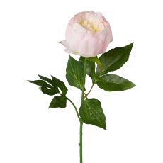 Peonie, 58cm, rosa