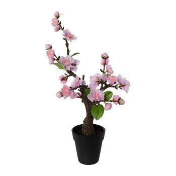 Cherry Blossom Bonsai In Pot, 32cm, Pink