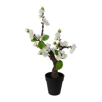 Cherry Blossom Bonsai In Pot, 32cm, White