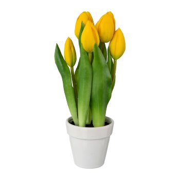 Tulpen im Keramiktopf x 5, 25 cm, gelb