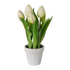 Tulpen im Keramiktopf x 5, 25 cm, weiß