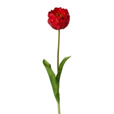 Gefüllte Tulpe , 58 cm, rot