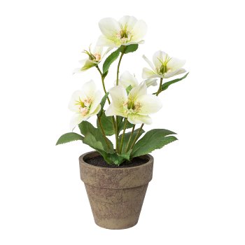 Christmas Rose In Pot, 28cm, White-Green