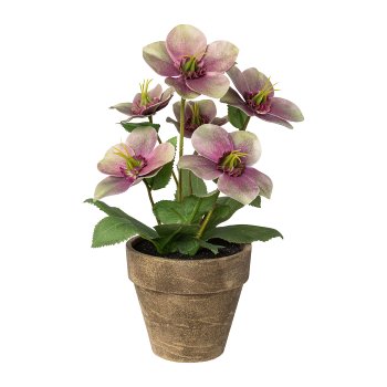 Christrose im Topf, 28cm, lila-grün
