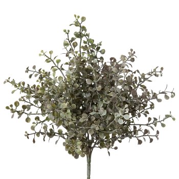 Mussel Leaf Bush x 6, 33cm, Grey-Green