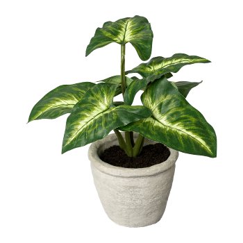 Syngonium im Zementtopf, 20 cm