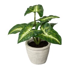 Syngonium im Zementtopf, 20 cm