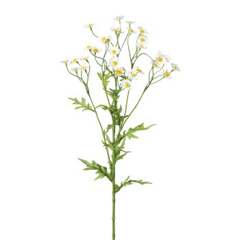 Camomile, 60cm, white