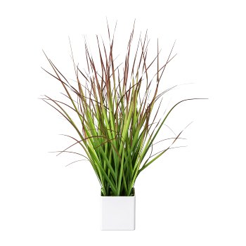 Blood grass in white pot, 46cm