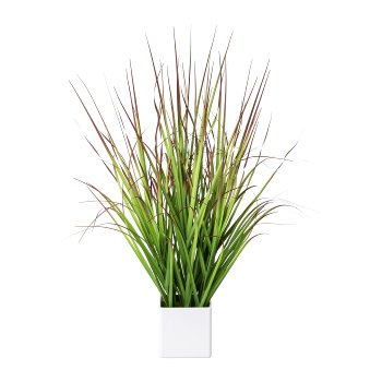 Blood grass in white pot, 61cm