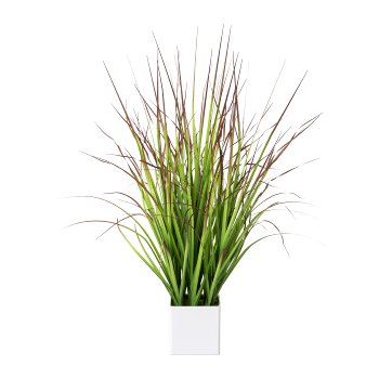 Blood grass in white pot, 76cm