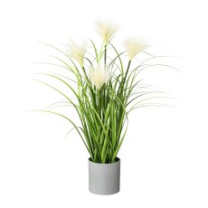 Sedge Grass In Pot, 50 cm