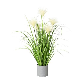 Sedge grass in pot, 66cm