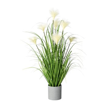 Sedge Grass x7 in pot 12x12.5cm