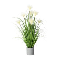 Sedge Grass in Pot 12x12,5 cm,