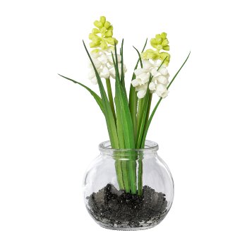 Muscari mit Gras im Glas, 15cm, weiß