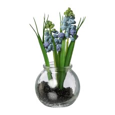 Muscari with Grass In Glass, 15cm, Blue