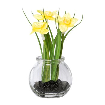 Daffodils with grass in glass, 15cm, yellow