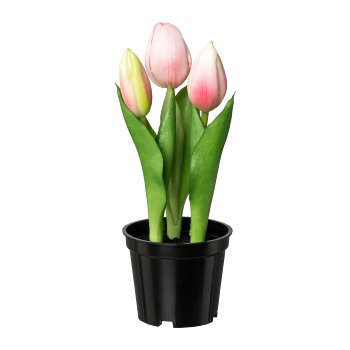 Tulip x 3 In Pot, 20,5cm, Pink