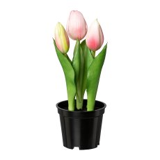 Tulip x 3 In Pot, 20,5 cm,