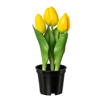 Tulpe x 3 im Topf, 20,5cm, gelb