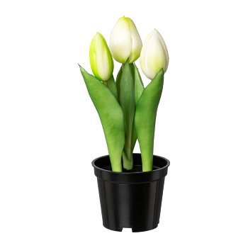 Tulpe x 3 im Topf, 20,5cm, weiß