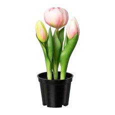 Filled Tulip x 3 In Pot, 20,5