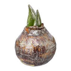 Amaryllis bulb, 12,5 cm,