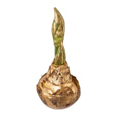Amaryllis bulb, 21 cm, gold