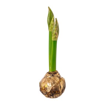 Amaryllis bulb, 30cm, gold