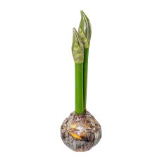 Amaryllis bulb, 30 cm, silver