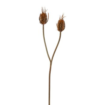 Card thistle branch, 80cm, brown