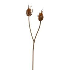 Kardendistel-Zweig, 80cm, braun